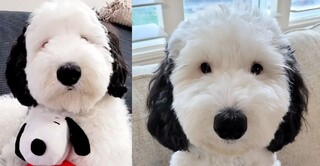 真實版「史努比」！ 美國牧羊貴賓萌翻20萬網友：抱緊處理