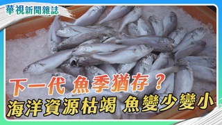 來不及長大 魚變少變小｜下一代 魚季猶存？｜華視新聞雜誌