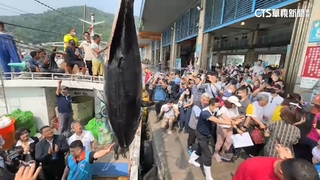 宜蘭第一鮪拍賣！5年來最重　成交價最高224萬