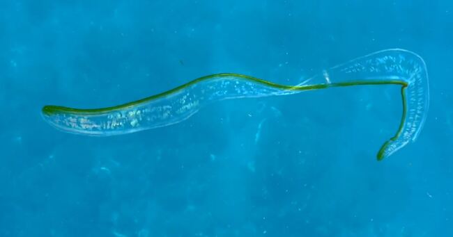 水中攝影師分享海中「黃瓜薄片」引175萬次觀看  真實身分是牠 | 華視新聞