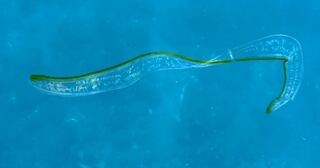 水中攝影師分享海中「黃瓜薄片」引175萬次觀看  真實身分是牠