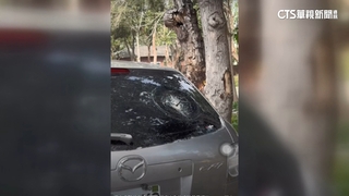 南投「第倫桃」落果從天降！　轎車擋風玻璃遭砸碎