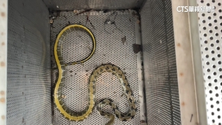 天氣悶熱蛇出沒旺季！　嘉義1個月通報33件