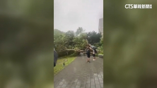 桃園「怪風」逆襲！　中原大學路樹倒　學生險遭壓