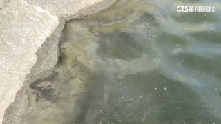 台西魚塭驚見「黑色漂浮物」　環保局採驗釐清