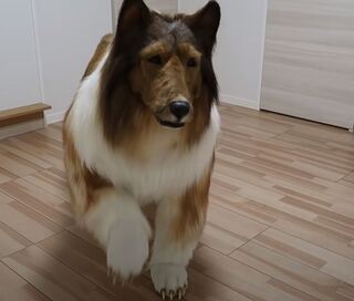 日本男子花200萬日幣化身「牧羊犬」  引全球網友熱議