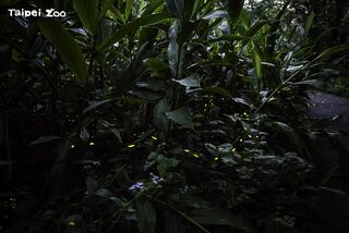 四月賞螢季 北市動物園籲：安全至上才盡興