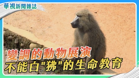 不能白「狒」的生命教育｜變調的動物展演  ｜華視新聞雜誌