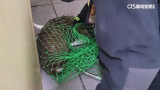 山羌闖基隆百福國中　全校騷動消防員助誘捕