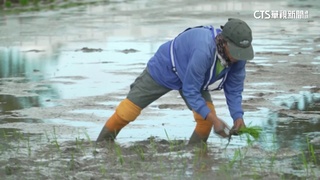 增強抵抗力！　西班牙.菲律賓用「科技」種植農作物