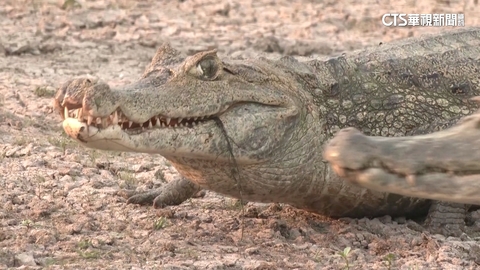 哥倫比亞自然保護區　吸引外國生態旅遊團