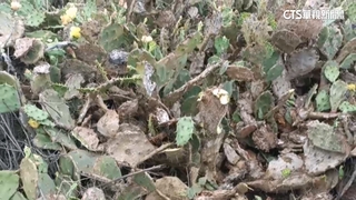 失足！　澎湖小門地質區遊客撿帽摔仙人掌林