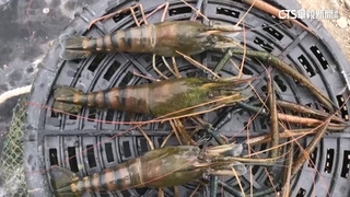 潮州「賽神蝦」5/6登場！　蝦農拚最大尾挑戰破紀錄