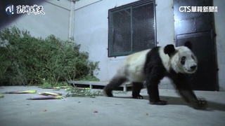 結束20年旅美生活　大貓熊丫丫返抵上海