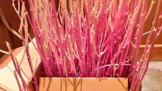 儲藏室驚見「粉色神奇生物」　真面目竟是這植物！　他笑：是召喚樹？　