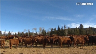 繼美牛後　食藥署預告開放加拿大全齡牛肉