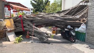 台南大橋車站附近　倒塌老樹橫擋宿舍出入口