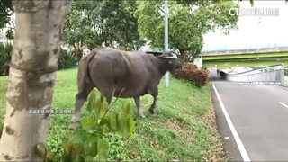 大漢溪河濱「水牛追騎士」　高灘處擬設「避牛樁」