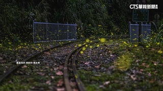 吸睛！　賞螢火蟲來「嘉」　螢光閃閃超療癒