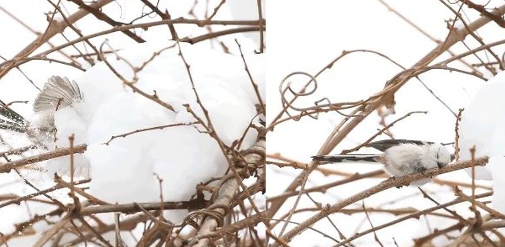 長尾山雀飛入雪中洗雪浴(左)後用樹枝蹭臉(右) / 圖片翻攝自  @daily_simaenaga 推特