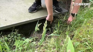竹北某社區庭院多處現坑洞　深度達1公尺