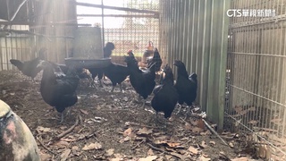 動保法又可撈金魚　觀光農場盼「觀賞雞」解禁