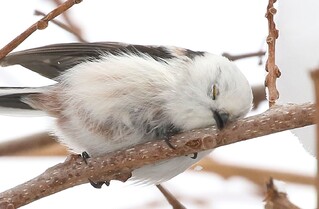日本「雪之妖精」天使睡顏曝光 洗「雪浴」提神萌樣融化日網