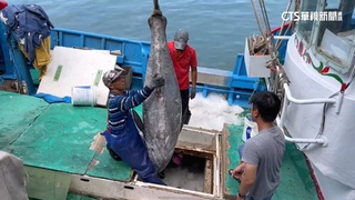 大豐收！　台東成功漁民捕獲18條黑鮪魚