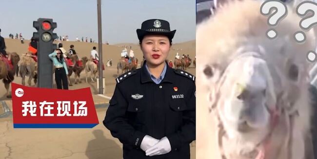 中國五一連假塞爆 敦煌設「駱駝紅綠燈」解決「塞駱駝」問題 | 華視新聞