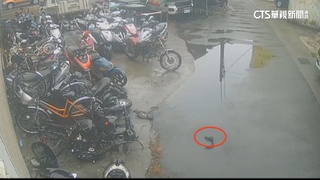 宜蘭車行外驚見「土虱」　狂跳2小時生命力旺盛