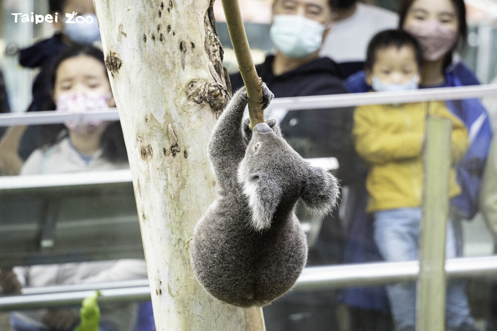 圖片來源 台北市立動物園