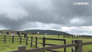 擎天崗2牛互追「撞破柵欄門」　遊客驚慌逃竄閃避