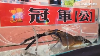 潮州賽神蝦登場！　冠軍公蝦重356克打破紀錄