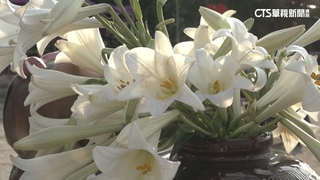 雲林6萬朵「鐵炮百合」盛開　民眾周末樂賞花