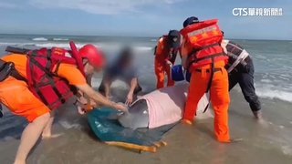 小抹香鯨擱淺苗栗沙灘　海巡.漁民齊潑水救援