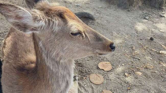 日本奈良鹿遭遊客報復性餵食　見鹿餅滿臉「厭世」　網笑：該換新口味了 | 華視新聞