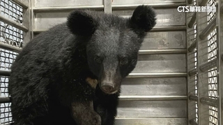 台東錦屏黑熊截肢恢復良好　林管處：將野放