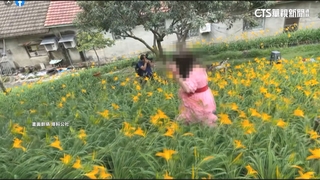 虎山巖金針花綻放　遊客闖圍籬拍照亂象多