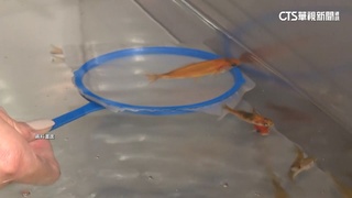夜市撈金魚不禁了！陳吉仲：動保法修法是針對哺乳類動物