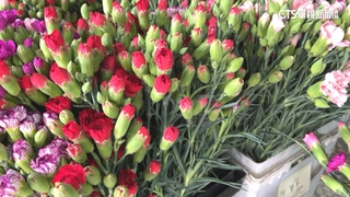 迎接母親節！　國產康乃馨產量減　價格翻倍漲