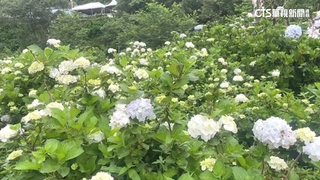 萬里逾萬坪繡球花齊綻放　海內外新人拍婚紗