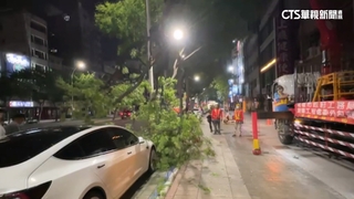車主逛夜市　特斯拉停路邊...遭倒塌路樹砸中