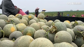 雨少！雲林崙背哈密瓜產量減　但更「多汁香甜」
