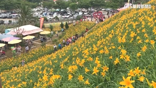 佳節共賞母親花！　福壽山魯冰花、虎山巖金針盛開