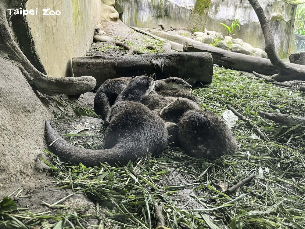 小爪水獺「史達奇」一家本週正式與遊客見面  / 圖文來源 台北市立動物園