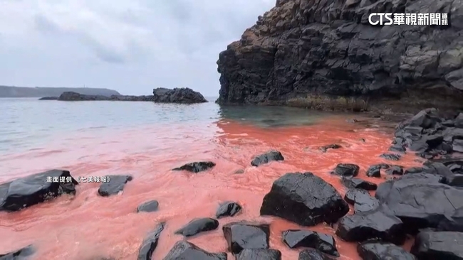 澎湖珊瑚產卵季　七美海域成一片浪漫粉紅 | 華視新聞