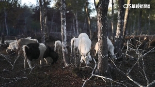 「放羊吃草」收奇效　保護原始森林免遭大火燒光