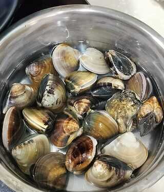 買到賺到！超市買蛤蜊驚見「偷渡客」 網笑翻喊：偷渡客先抓起來嗑