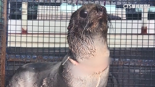 海洋垃圾威脅生態　受傷海獅一度攻擊救援隊