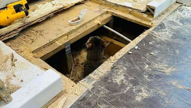 浴室裝修完主人卻找不到貓！緊急求助消防員　愛貓險變浴室地板的一部分 | 華視新聞